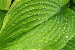 Images Dated 22nd January 2021: Fragrant Plantain Lily