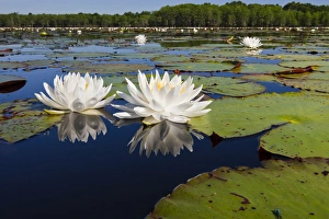 Fragrant Prints: Fragrant water lilies on Caddo Lake, Texas in May