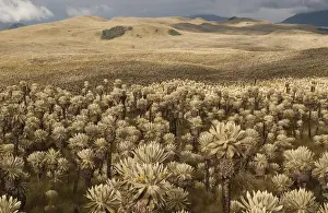 Images Dated 2002: Frailejones, Espeletia pycnophylla (Tall plants) Espeletia sp