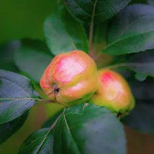 Apple Prints: Full frame of apples on branch