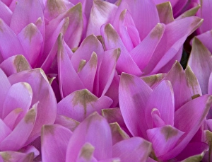 Images Dated 6th September 2007: Full frame of bright colorful flowers, Crocus, at the Bloemenmarket