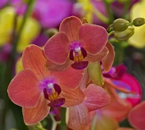 Full frame of bright colorful flowers, Orchids, at the Bloemenmarket