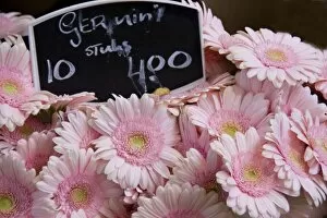 Full frame of bright pink gerbera daisies at the Bloemenmarket