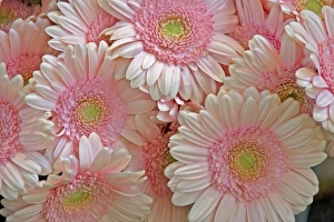 Full frame of pink gerbera daisies at the Bloemenmarket