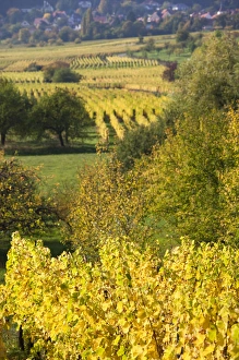 Images Dated 10th October 2010: France, Bas-Rhin, Alsace Region, Alasatian Wine Route, Mittelbergheim, vineyard, autumn