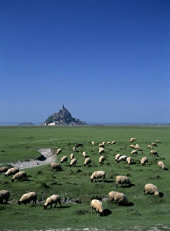 Domesticated Prints: France, Basse Normandie, Manche, Mont Saint Michel, sheep grazing