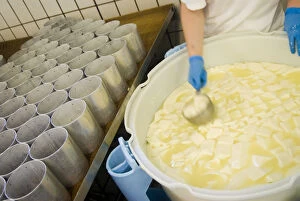 France, Briouze, Gillot Dairy, production of camembert cheese