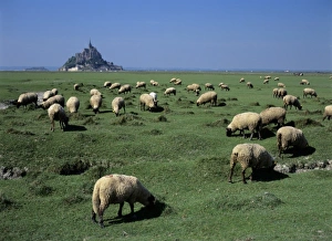Domesticated Prints: France, Brittany, Normandy, Manche, Ille et Vilaine, Mont Saint Michel, grazing sheep