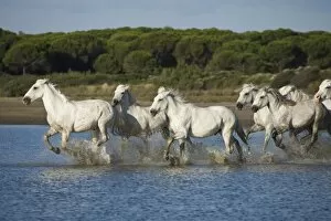 France, Camargue. A herd of white horses run through water