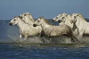 Images Dated 12th July 2007: France, Camargue. Horses run through the estuary waters