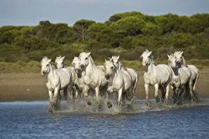 Images Dated 10th July 2007: France, Camargue. Horses run through the estuary waters