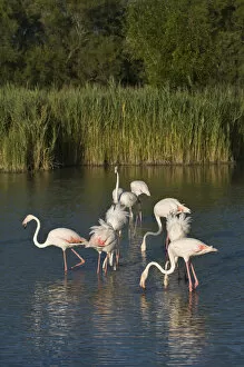 France, Camargue, Parc Naturel Regional de Camargue. Greater Flamingos search the