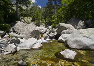 Images Dated 22nd June 2008: France, Corsica. Clear water and granite below forest of beech and laricio pine trees