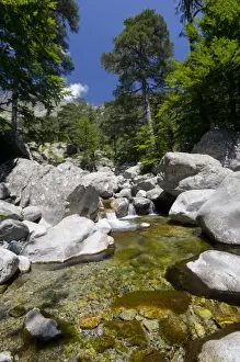 Beech Prints: France, Corsica. Clear water and granite below forest of beech and laricio pine trees