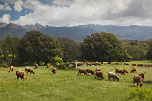 Images Dated 15th May 2012: France, Corsica, Corse-du-Sud Department, La Alta Rocca Region, Levie, cattle