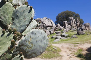 Images Dated 11th May 2012: France, Corsica, Corse-du-Sud Department