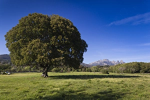 Images Dated 15th May 2012: France, Corsica, Corse-du-Sud Department, La Alta Rocca Region, Quenza, view of