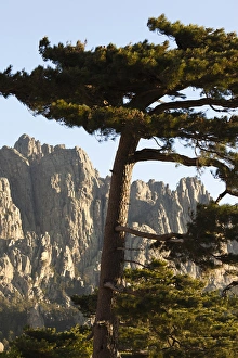 France, Corsica, Corse-du-Sud Department, La Alta Rocca Region, Col de Bavella pass