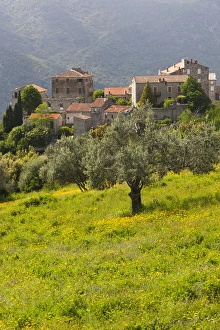 Images Dated 15th May 2012: France, Corsica, Corse-du-Sud Department, La Alta Rocca Region, Ste-Lucie de Tallano