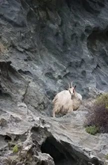 Domesticated Prints: France, Corsica. Goat on steep cliffs on coast of Cap Corse