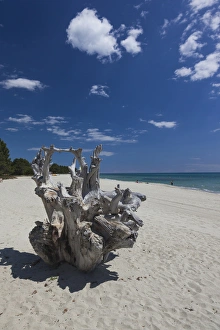 France, Corsica, Haute-Corse Department, Costa Serena Region, Ghisonaccia, driftwood