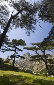 Striking Prints: France, Corsica. Laricio pines (Pinus larico) frame pinnacles of Aiguilles del Bavella