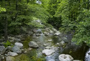 Chasm Prints: France, Corsica. Stream and forest at mouth of Gorges du Tavignano (Tavignao Gorge) near Corte
