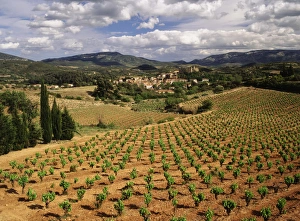 Human Prints: France, Darban-Corbieres, Aude, Languedoc, View of Corbieres vineyard