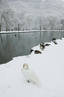 Images Dated 6th March 2005: FRANCE-French Alps (Isere)-VIZILLE: Chateau de Vizille Park after winter storm Swan Lake