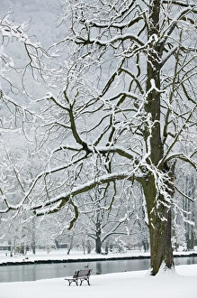 Images Dated 6th March 2005: FRANCE-French Alps (Isere)-VIZILLE: Chateau de Vizille Park after winter storm