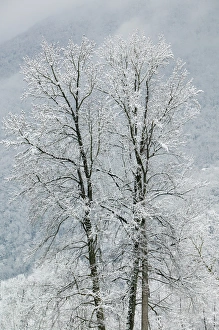 Images Dated 6th March 2005: FRANCE-French Alps (Isere)-VIZILLE: Chateau de Vizille Park after winter storm