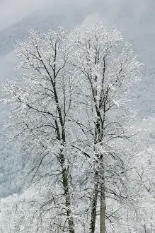 Images Dated 6th March 2005: FRANCE-French Alps (Isere)-VIZILLE: Chateau de Vizille Park after winter storm