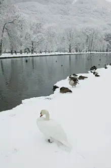 Images Dated 6th March 2005: FRANCE-French Alps (Isere)-VIZILLE: Chateau de Vizille Park after winter storm Swan Lake