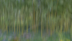 Bamboo Prints: France, Giverny. Abstract of bamboo forest in Monets Garden