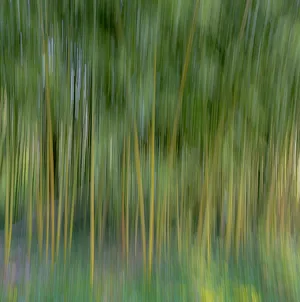 Images Dated 12th May 2020: France, Giverny. Abstract of bamboo forest in Monets Garden