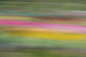 France, Giverny. Abstract of flowers in Monets Garden
