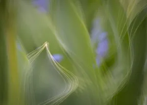 Blurred Prints: France, Giverny. Abstract of green leaves. Credit as: Wendy Kaveney / Jaynes Gallery /
