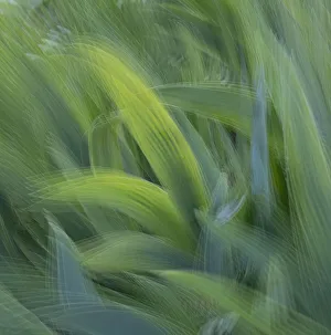 Images Dated 12th May 2020: France, Giverny. Abstract of green leaves. Credit as: Wendy Kaveney / Jaynes Gallery /