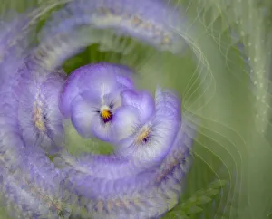 Blurred Prints: France, Giverny. Abstract of purple pansy. Credit as: Wendy Kaveney / Jaynes Gallery /