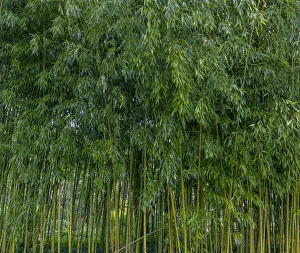 Bamboo Prints: France, Giverny. Bamboo forest in Monets Garden. Credit as
