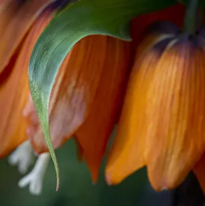 Curl Prints: France, Giverny. Close-up of orange flowers in Monets Garden