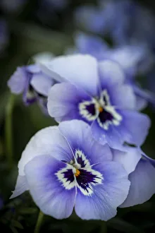 Images Dated 23rd June 2019: France, Giverny. Close-up of purple pansies. Credit as: Wendy Kaveney / Jaynes Gallery /