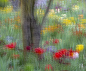 Images Dated 12th May 2020: France, Giverny. Impression of flowers in Monets Garden