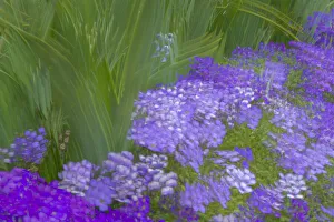 Images Dated 23rd June 2019: France, Giverny. Impression of flowers in Monets Garden
