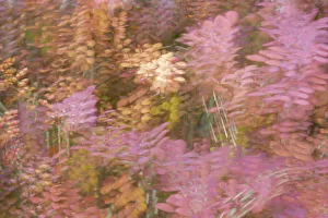 France, Giverny. Impression of flowers in Monets Garden