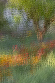 Images Dated 23rd June 2019: France, Giverny. Impression of flowers in Monets Garden