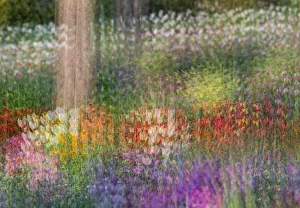 Images Dated 23rd June 2019: France, Giverny. Impression of flowers in Monets Garden