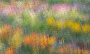 Images Dated 23rd June 2019: France, Giverny. Impression of flowers in Monets Garden
