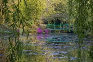 Willow Prints: France, Giverny, Monets Garden. Sunrise view of iconic bridge and lily pond