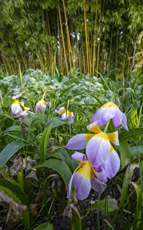 Bamboo Prints: France, Giverny. Spring flowers and bamboo forest in Monets Garden